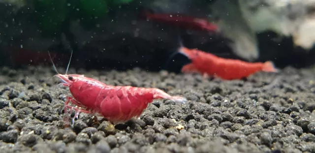 10+1 Fire Red Cherry Freshwater Neocaridina Aquarium Shrimp. Live Guarantee