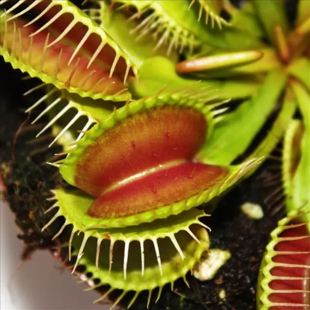 Exotenherz - Venusfliegenfalle - Dionaea muscipula - 9cm Topf