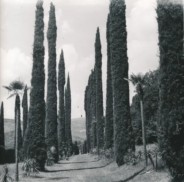 ITALIE c. 1955 - Allée de Cyprès  Jardin  Villa  Negrar - Div 11437