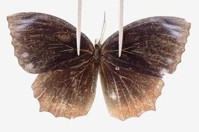 N19111. Unmounted butterflies: Nymphalidae sp. Vietnam. Nghe An
