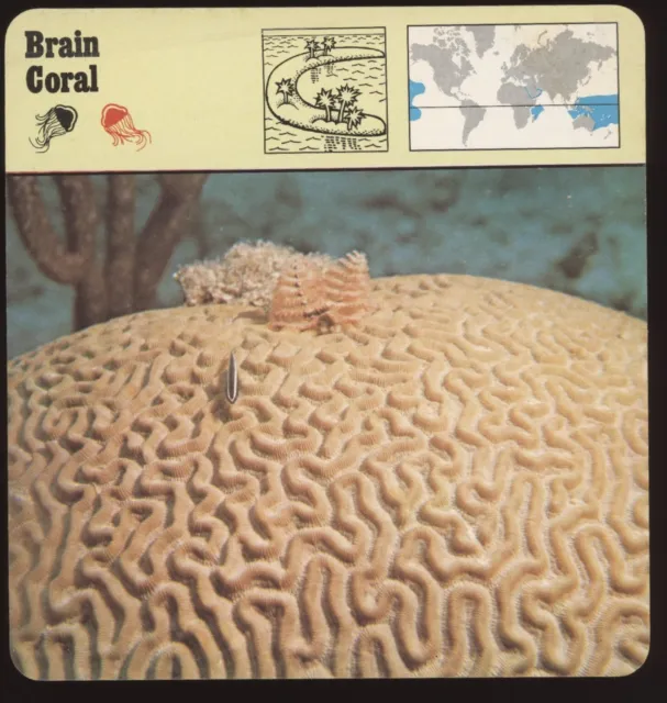 Brain Coral  Safari Cards Rencontre Invertebrates