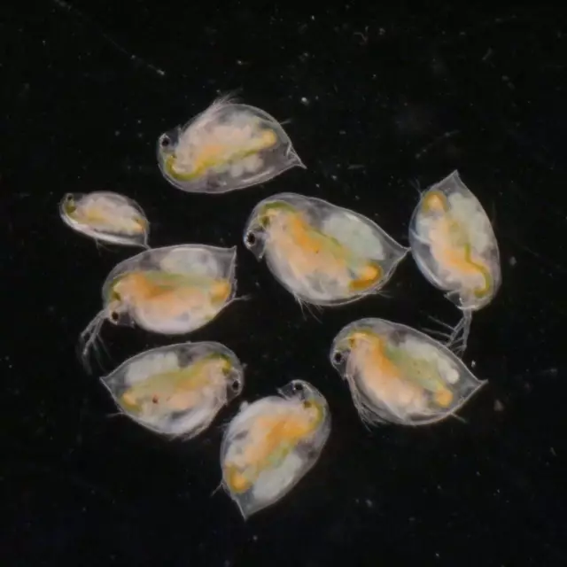 Daphnia Magna Eggs Excellent Live Food for Fish Aquarium Fish Betta Guppy 1 Caps