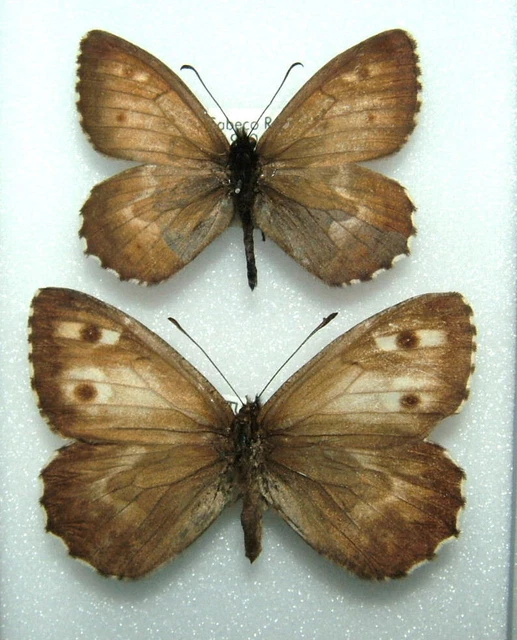 PAIR OF AZORES Grayling Butterfly. H.azorina picoensis. moth/insect £9. ...