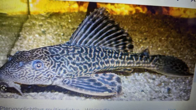 Live Common Pleco Plecostomus Large 18 inch Fresh water Aquarium Fish