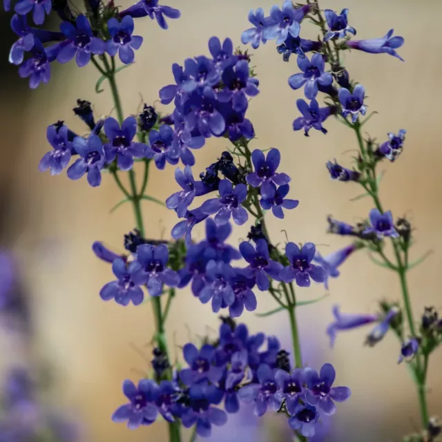 Thompson & Morgan Penstemon Heterophyllus True Blue Seeds Garden Plant 40 Seeds