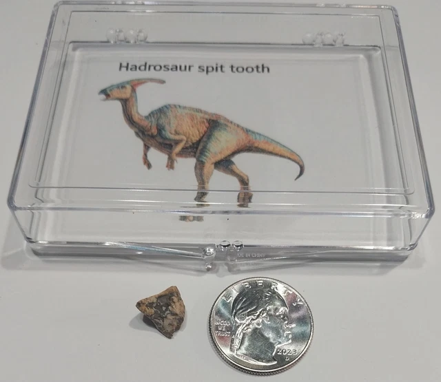 Mosasaur Teeth Fossil Specimen In Matrix Mosasaur Jaw Bone - Foto 5