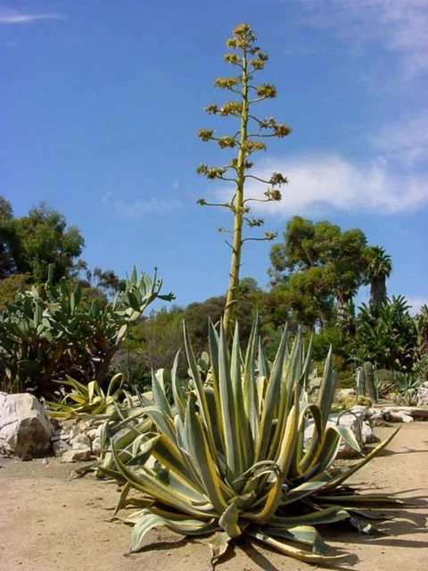 5 AGAVE AMERICANA Century Plant Variegate Pups for sale. 3-5 Inches