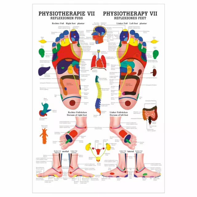 Reflexzonen Fuss Poster Anatomie 70x50 cm medizinische Lehrmittel