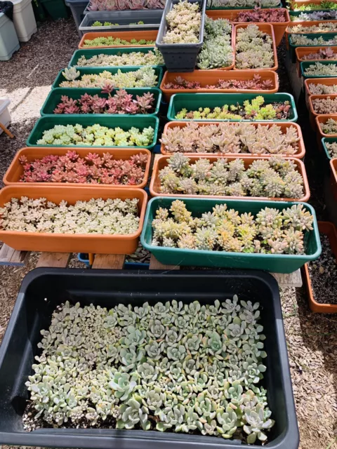 SUCCULENTS 25 Different Types cuttings 30 + No repeat! No Jade!