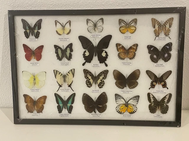 Vente De Papillons Exotiques