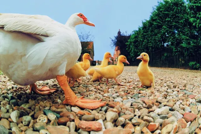 Duck with Ducklings Photo Photograph Cool Wall Decor Art Print Poster 36x24