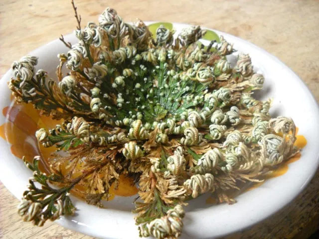 LOCAL AUSSIE STOCK - Rose Of Jericho, Anastatica Flower Seeds ~5x FREE SHIPPING 2