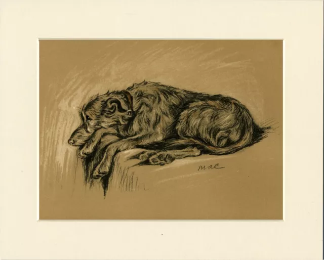 DEERHOUND LOVELY ORIGINAL OLD 1937 MOUNTED DOG ART PRINT by LUCY DAWSON MAC