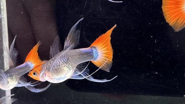 Trio Black Koi Short Body Ribbon- Live Guppy Fish Aquarium (Overnight Shipping)