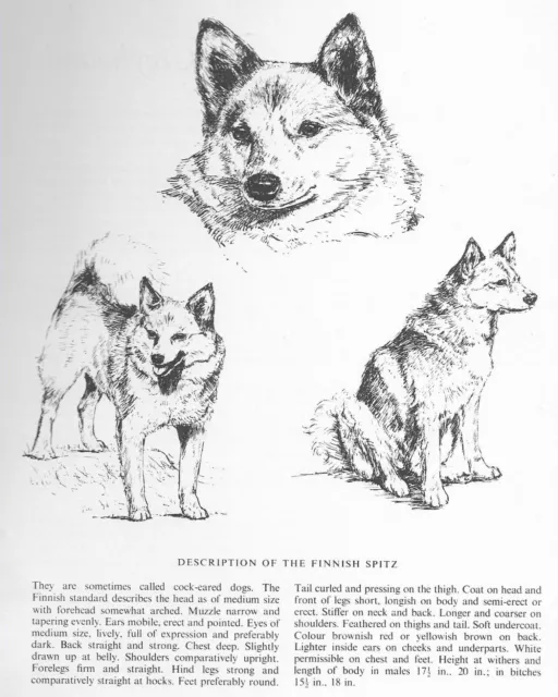 Finnish Spitz Sketch - CUSTOM MATTED - 1963 Vintage Dog Art Print