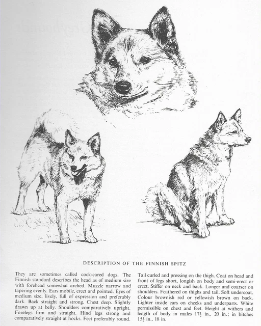 Finnish Spitz Sketch - CUSTOM MATTED - 1963 Vintage Dog Art Print Finnish Spitz Sketch - CUSTOM MATTED - 1963 Vintage Dog Art Print