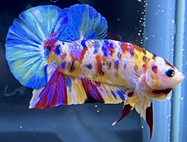 RAINBOW Live Male Fancy Multicolor Halfmoon Plakat Betta Fish (READ DESCRIPTION)