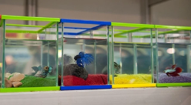 Betta Fish Tank With Mirror | Randomly Colours | 3.5 L