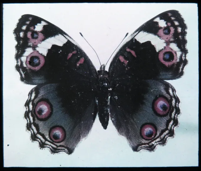 Antike magische Laterne Rutsche ~ Junonia Coenia gewöhnlicher Eimer Schmetterling