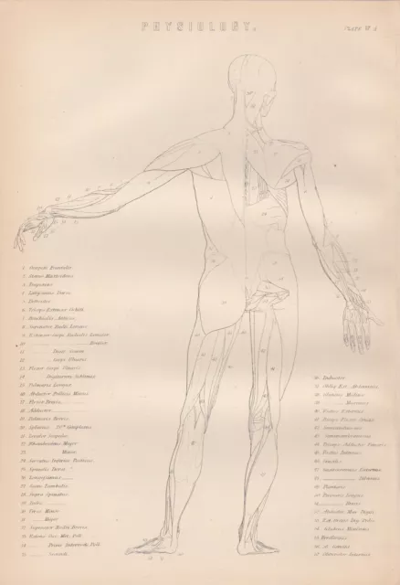 Muskeln des Menschen Muskulatur Muskelapparat Lithographie von 1890 2