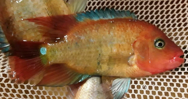 TRUE RED TERROR CICHLID 1" (Mesoheros Festae)