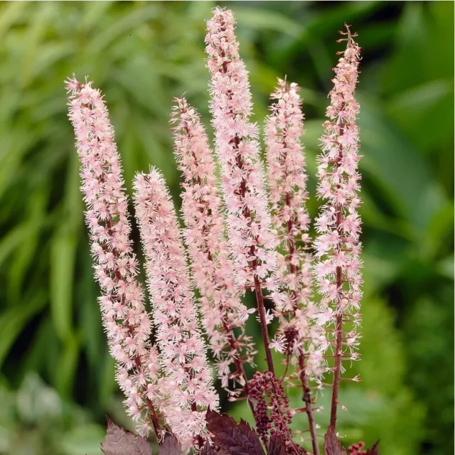 ACTAEA simplex 'Pink Spike' (Cimicifuga) - Hardy Perennial Plant ex 9cm (P9) Pot