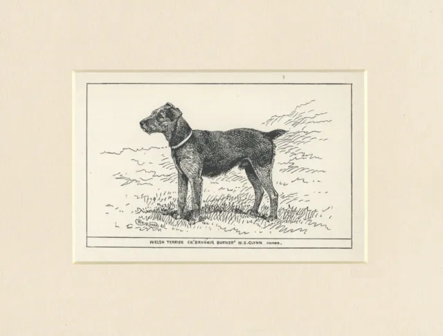 Welsh Terrier Rare Antique 1900 Engraving Named Dog Print Ready Mounted