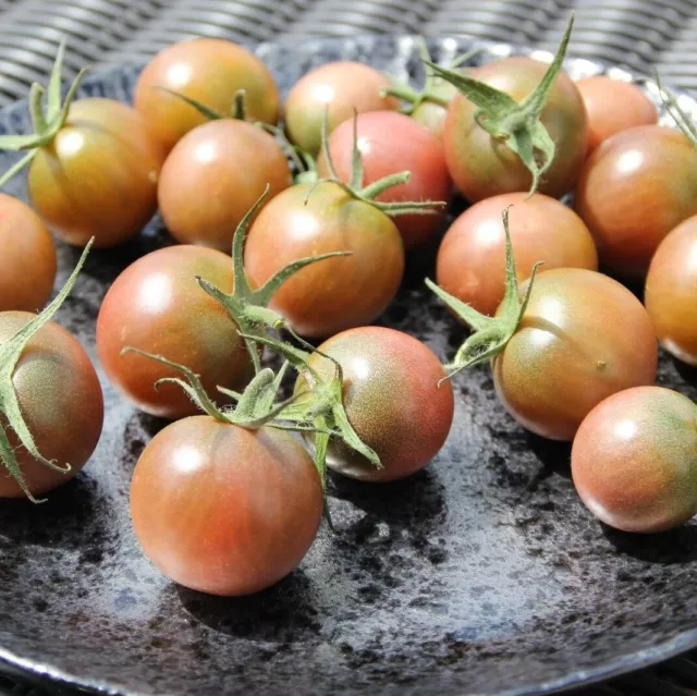 BLACK CHERRY CHERRYTOMATE SCHWARZE KIRSCHTOMATE TOMATENSAMEN SAFTIG SÜß 10 SAMEN