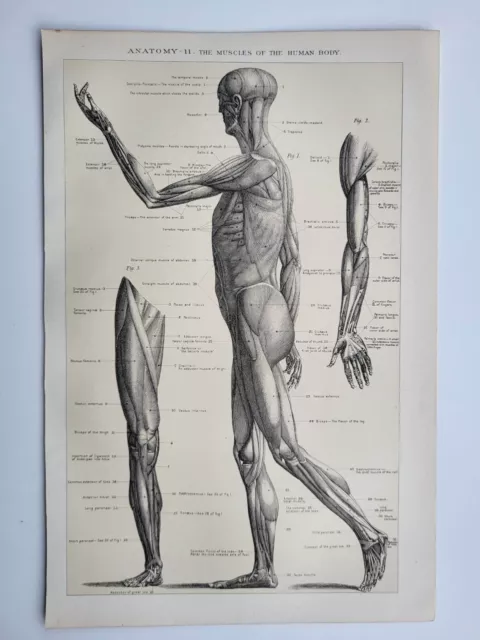 Old Vintage Antique Print 1901 Anatomy Muscles of the Human Body