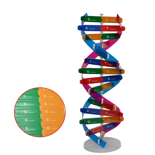 Reagent Test Kit DNA Double Helix Model Science Toy Office Students