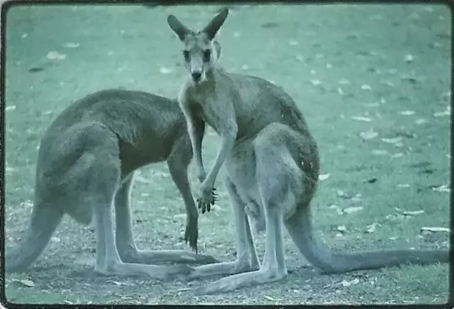 Jean's Kangaroos Sydney Australia January 1970 Kodachrome Slide