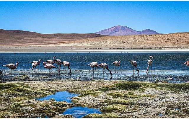 1000 piece Bolivia flamingo landscape photo jigsaw puzzle for adults
