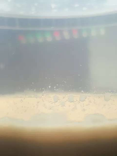 Micro worm Starter culture Easy To Keep LIVE FOOD betta, Ram, Killfish and more