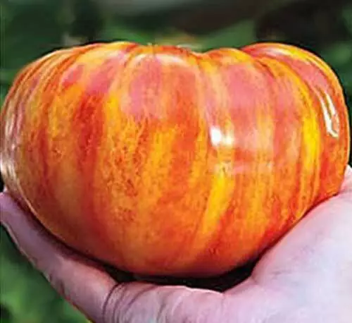 TOMATE GÉANTE ARC-EN-CIEL, 50 graines + CADEAU GRATUIT + LIVRAISON GRATUITE