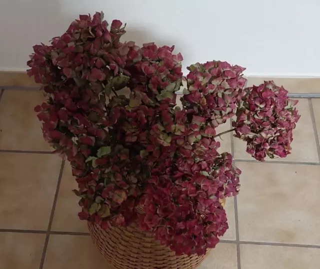 Hortensien Strauß rosa, 11 große Blüten, naturbelassen getrocknet Deko