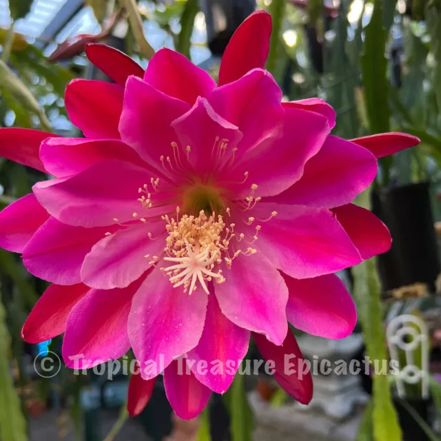 Epiphyllum 'SHOW BOAT'  (ONE Cutting) - ESA Registered