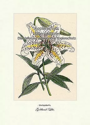Goldband-Lilie Lilium auratum Bedecktsamer Zierpflanze Vilmorin A4 236