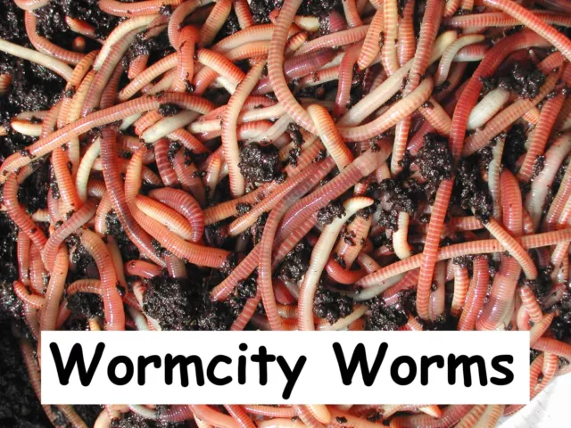 Wormcity Tiger Worms For Composting Wormeries 50g / 100g / 250g / 500g / 1kg