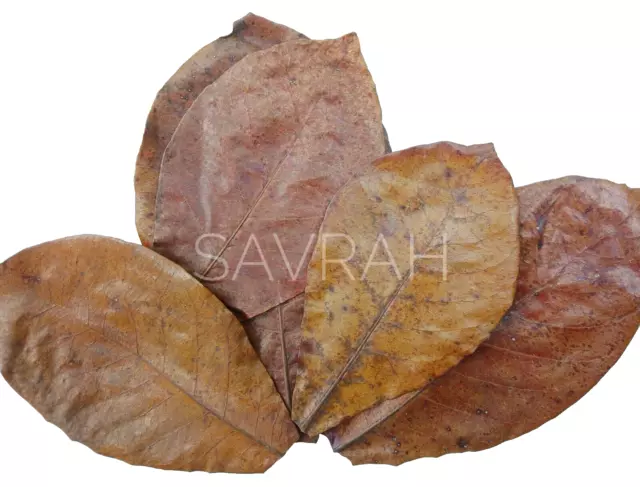 Indian almond leaves Dried catappa,ketapang for fish,shrimp,betta&aquarium care 3