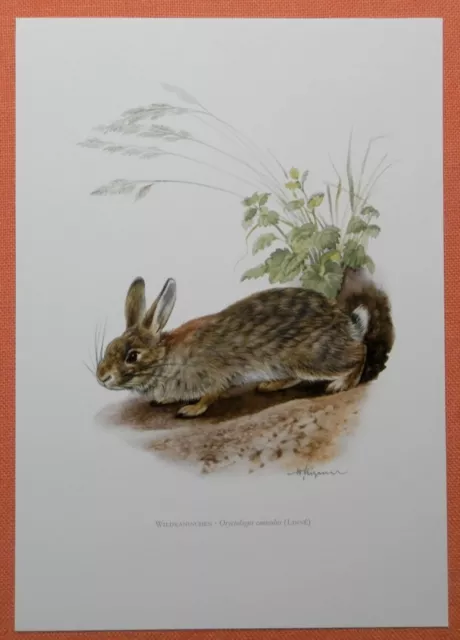 Wildkaninchen Oryctolagus cuniculus Kaninchen   Farbdruck 1958 Zoologie