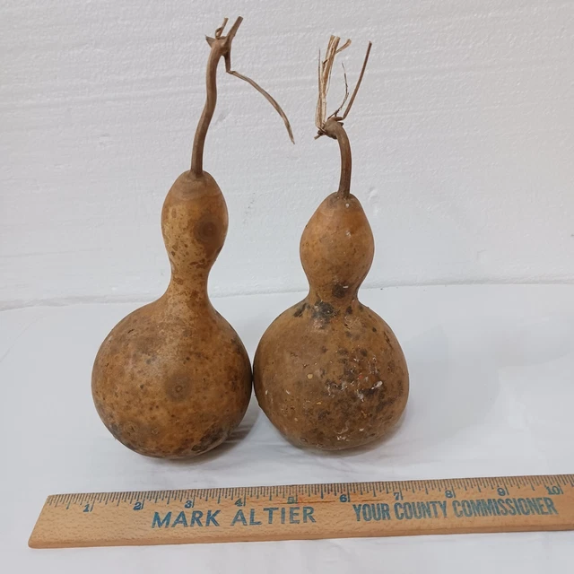 Dos calabazas secas pequeñas artesanales madera quemada decoración de cabina pintable