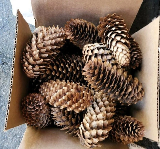 25 conos de pino - perfectos para coronas, artesanías. Tamaños surtidos