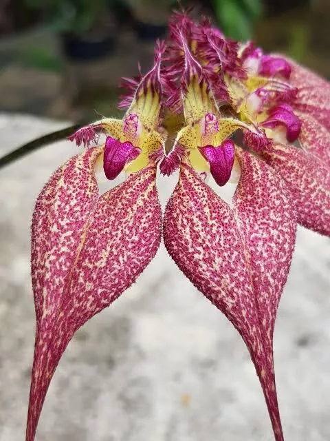 Species Orchid - Bulbophyllum rothschildianum