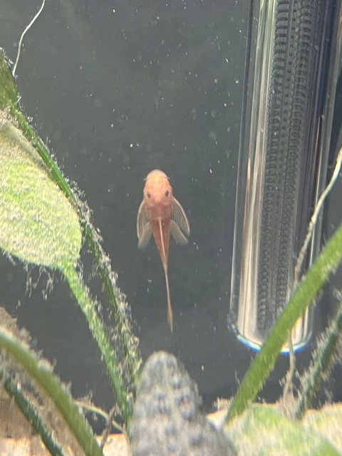 Super Red Long Fin Pleco 1 1/2 Inch Plus In Size Home Bred Aqarium Fish