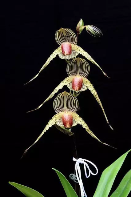 QOB Orchid Plant Multiflorous Paphiopedilum Lady Rothschild 100mmPOT LS200mm