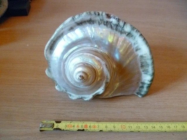 (B57)  Ancien Gros Coquillage Nacre A Foison Helas Un Pete Voir Photos