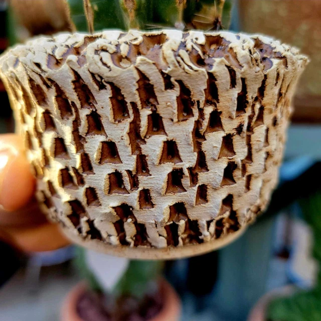 Peety Pots by Pablo Handmade Pottery - Wheel Thrown - Kiln Fired