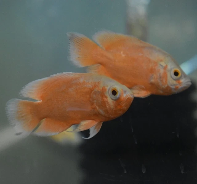 Live Red Ruby Oscar Cichlid (2-2.5" Freshwater Aquarium Fish) *PLS READ DESCR* 4