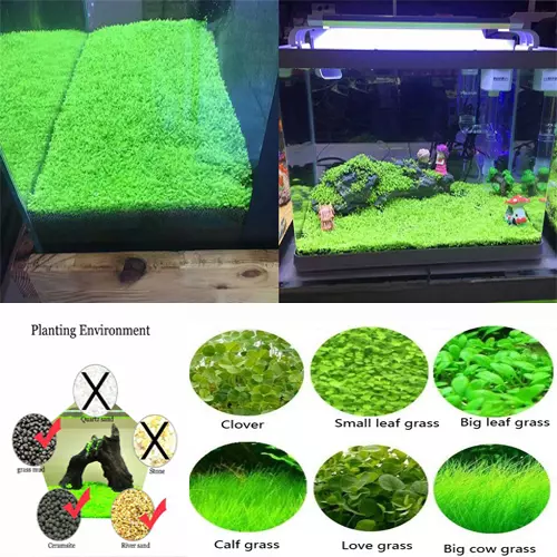 5/10g Plante D'Aquarium Graines Aquatique Poilu Pelouse Tapis Eau Aquarium Ca