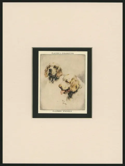 Clumber Spaniel Vintage 1930 Collectable Dog Art Card Ready Mounted Great Gift